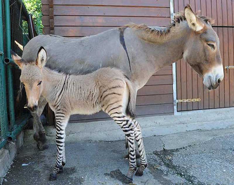 Zonkey Zebra and Donkey Crossbred